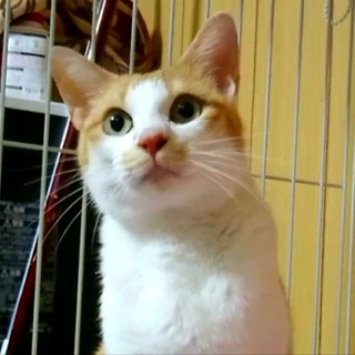 ゴロゴロ甘えん坊な女の子♡ずっとのお家を探してます