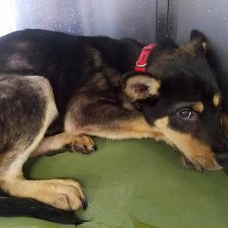 この子を助けてください。