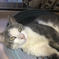 人のそばが好きな甘えん坊の猫ちゃん
