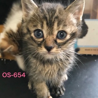 管理番号：OS−654