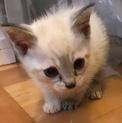 ふわふわ毛の可愛いぴーちゃん