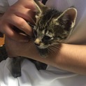 生後2ヶ月の子猫の里親さん探してます！
