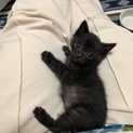 【家族決まりました！】黒っぽいトラちゃん