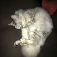 はな
