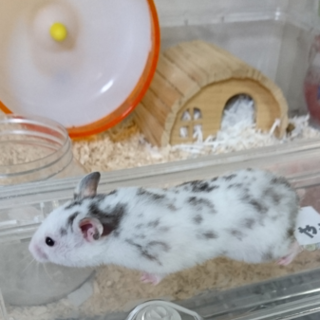 ゴールデンハムスター里親募集☆