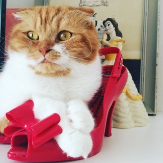 スコティッシュフォールド　4歳　男の子