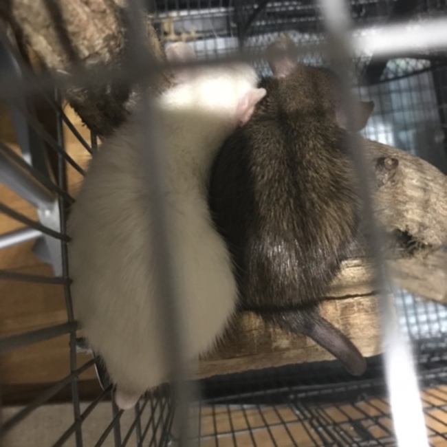 ぬりかべのカバー写真