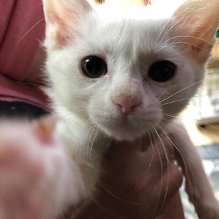 元気な4兄弟唯一の女の子