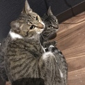 2匹の里親募集します
