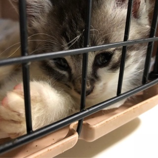 元気な4兄弟　キジシロの男の子