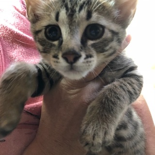 元気な4兄弟　キジトラの男の子