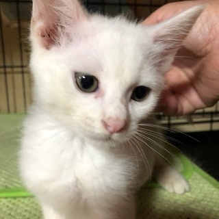 元気な4兄弟　まっしろな男の子