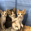 子猫の里親さん募集中！！