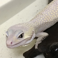 ヒョウモントカゲモドキ