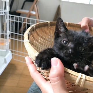 元気で人懐こい男の子です。