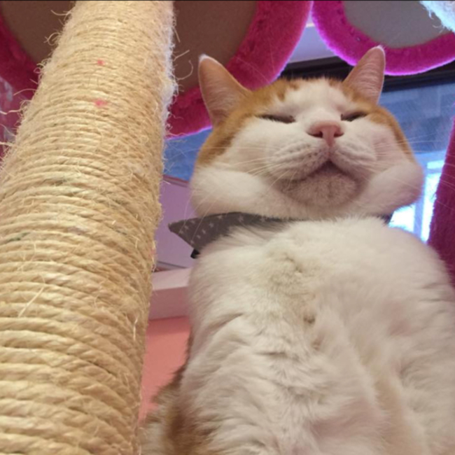 いのちのハウス保護家のカバー写真