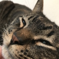 アンディー