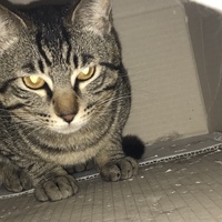 はっぱ