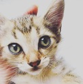 2ヶ月のオス猫ちゃん