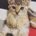 2ヶ月チーターの赤ちゃんに似ているメス猫ちゃん