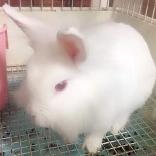 真っ白ふわふわ！