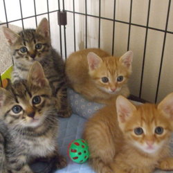 ゴールのない猫助け