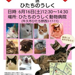 いばらきいきものねっと 猫の譲渡会
