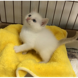美猫 可愛いツユ君 １ヶ月半