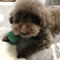 ショコラ
