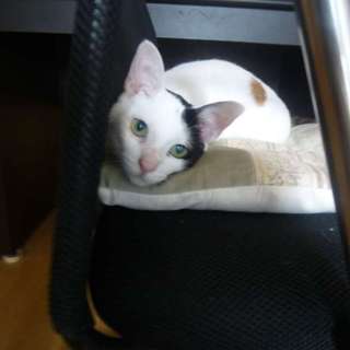 保護した三毛猫ちゃんの里親募集です☆