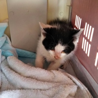 親猫が子猫を助けてと連れてきた子猫 保健所行き間近