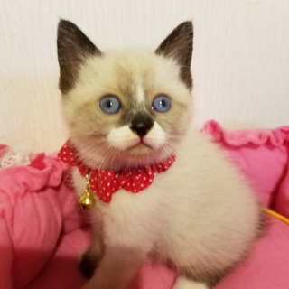 1ヶ月半【6/17東銀座猫の譲渡会】マシュマロくん