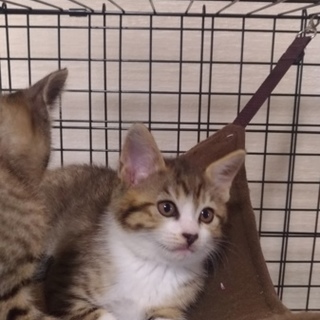 可愛い子猫のキジシロちゃん