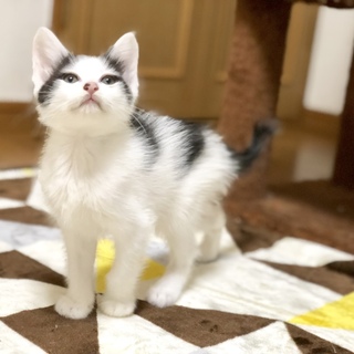 切れ長の瞳に涙袋の超美形、みつばくん