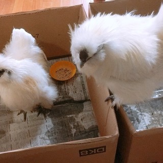 早急に誰かお願いします、、。