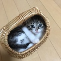 かごにすっぽり福君ですっ