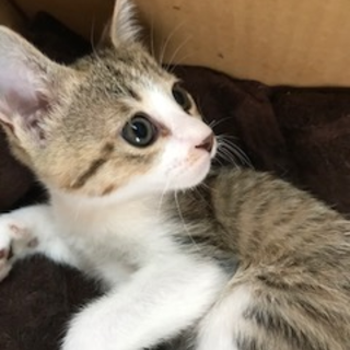 生後2ケ月　元気なあやめちゃん