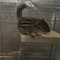 里親決まりました！
