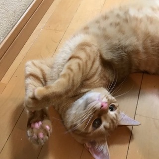 甘え上手な茶トラ男子♪