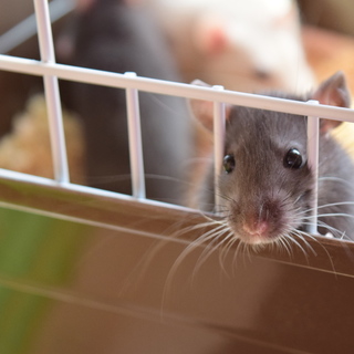 5/1生まれ ファンシーラット 