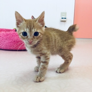 ど甘えん坊たかし君！！2ヶ月！茶トラの男の子