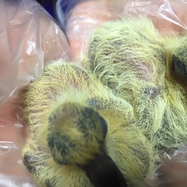 ベランダで産まれた鳩の雛