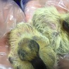 ベランダで産まれた鳩の雛