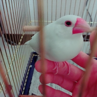 里親決まりました。