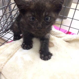黒、茶白、サビ子猫ちゃん☆兄弟☆1匹から譲渡可