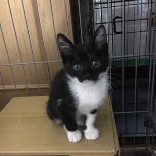 ぼくの名前は団十郎です