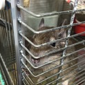 デグー♂里親様募集