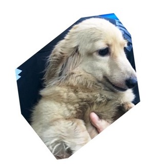 ダックス　女の子