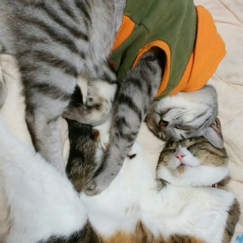 セイロンのカバー写真