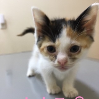 #ツイッカーズ もよこ♀三毛